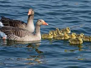 Steam, goose, young, River, DBZ, Family