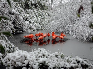 Flamingos, forest, winter, River