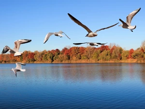 gulls, trees, viewes, River