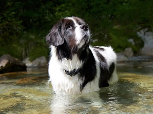 River, dog, Landseer