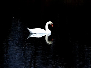 River, Swans, Night