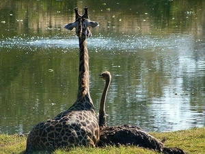 River, giraffe, ostrich