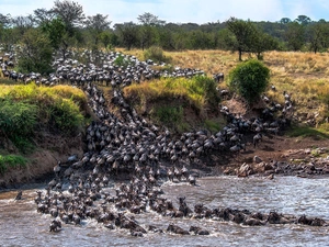 savanna, wildebeest, trees, River, Antelope, Stones, viewes