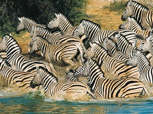River, zebra, water