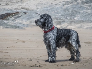 dog, coat, Blue roan, English Cocker Spaniel