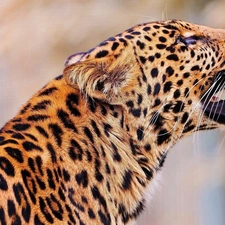 roar, Leopards, spots