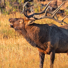 roaring, deer