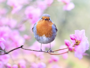 Bird, twig, Flowers, robin