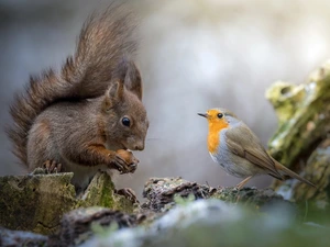 robin, squirrel, Bird