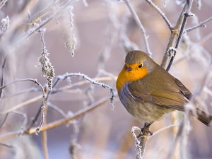 Bird, frosty, Twigs, robin