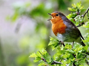 robin, branch