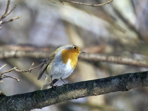 robin, trees