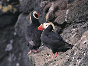 Rock, Puffins, an