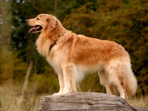 rock, Hovawart, Tounge