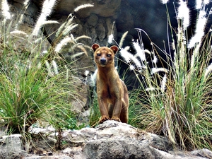 rocks, Fossa, an