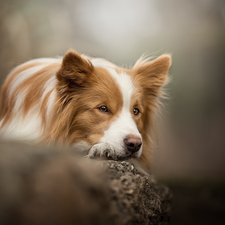 dog, muzzle, Rocks, Border Collie