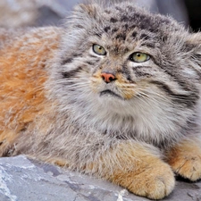 Rocks, lying, Manul