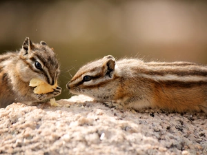 Rocks, Chipmunk