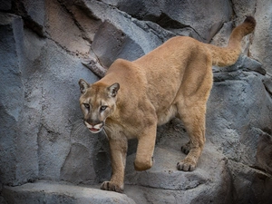 cougar, rocks