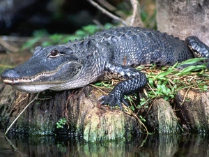 Crocodile, grass, water, Rocks