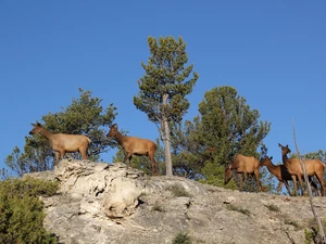 Deer, trees, viewes, Rocks