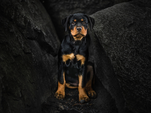 dog, Rottweiler, rocks, Puppy