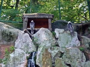 Eagles, trees, viewes, rocks