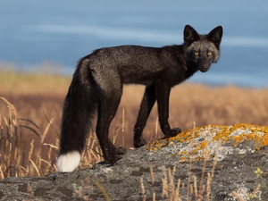 Rocks, Black, Fox