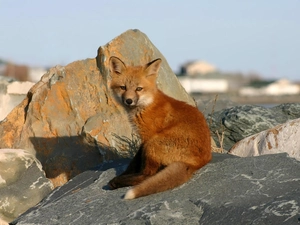 Rocks, ginger, fox