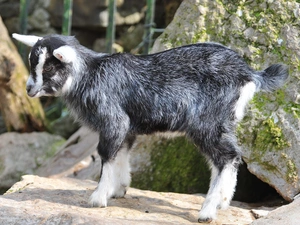 rocks, small, Goat