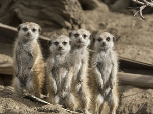 rocks, Meerkats, Guardian