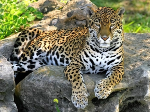rocks, Jaguar