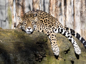 Rocks, tired, Jaguar