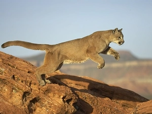 rocks, cougar, jump