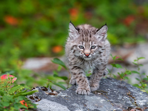 Rocks, young, Lynx