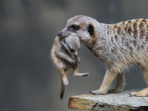 Descendant, Rocks, Meerkat, young, mother