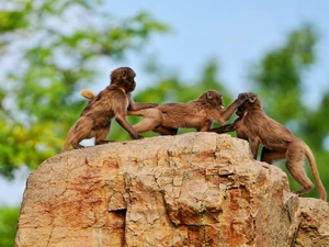 Rocks, Three, monkeys