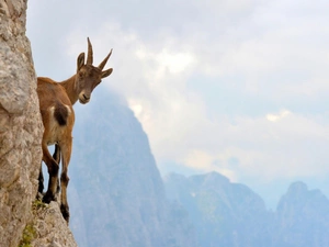 rocks, goat, Mountains