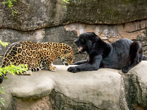rocks, Jaguar, Panther