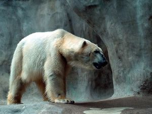 Rocks, Bear, polar