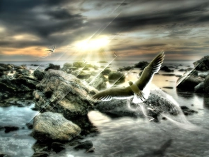 rocks, seagull, sea