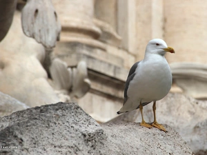 Rocks, Bird, seagull