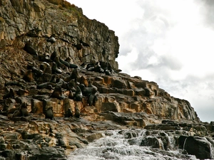 rocks, seals