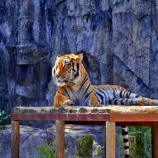 tiger, Rocks