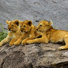 tigers, rocks