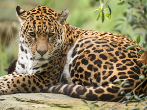 Twigs, American Leopard, Rocks