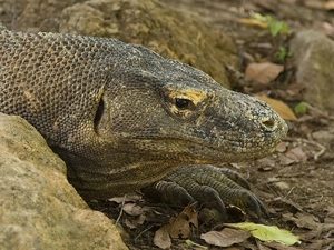 rocks, saurian, Waran