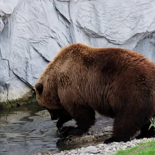 water, Brown bear, rocks