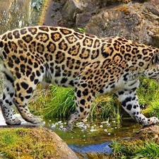 rocks, Jaguar, water