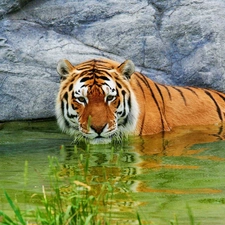 rocks, tiger, water